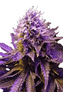 Purple Haze Feminized Cannabis Seeds