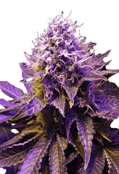 Purple Haze Feminized Cannabis Seeds 1