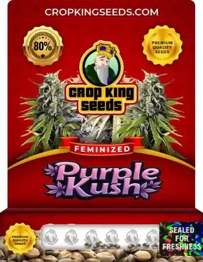 Purple Kush Feminized