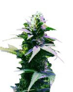 Purple Kush Reg