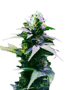 Purple Kush Regular Cannabis Seeds