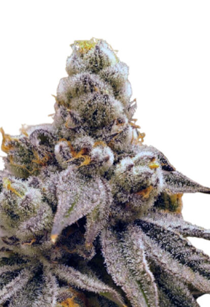 Purple Punch Fast Version