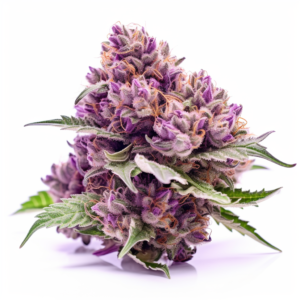 Purple Punch Strain Fast Version Cannabis Seeds 