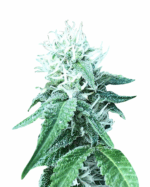 Purple Punch Strain Feminized Cannabis Seeds 