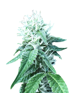 Purple Punch Strain Feminized Cannabis Seeds 