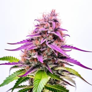 Purple Star Killer Strain Feminized Cannabis Seeds 