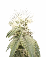 Purple Star Killer Strain Feminized Cannabis Seeds 