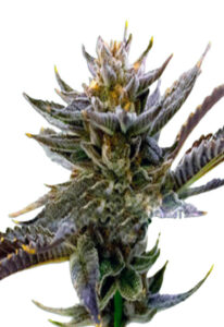 Purple Thai Feminized Cannabis Seeds