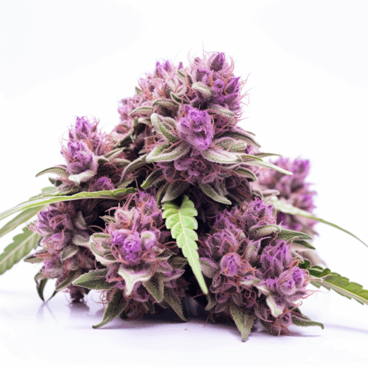 Purple Thai Strain