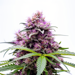 Purple Thai Strain Feminized Cannabis Seeds 