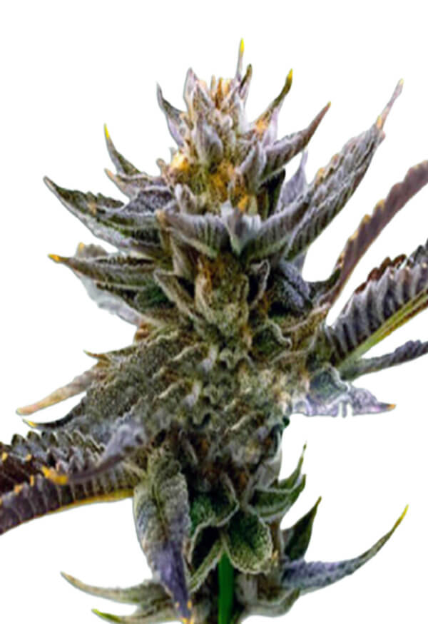 Purple Thai Feminized Cannabis Seeds - Rocket Seeds