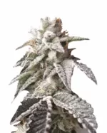 Purple Thai Strain Feminized Cannabis Seeds 