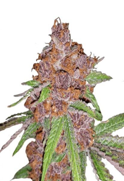 Purple Urkle Feminized Cannabis Seeds