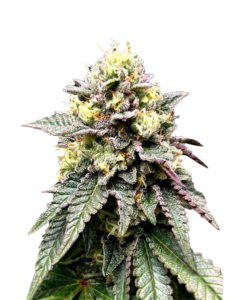 Purple Urkle Strain Feminized Cannabis Seeds 