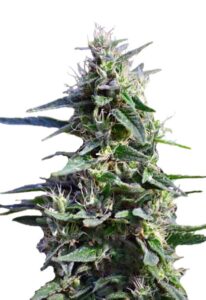 Purple Wreck Feminized Cannabis Seeds