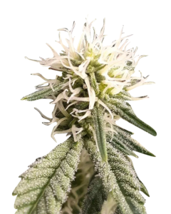 Purple Wreck Strain Feminized Cannabis Seeds 