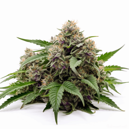 Rainbow Haze