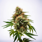 Redwood Kush