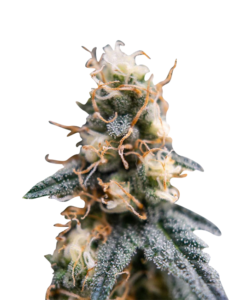 Rock Candy Strain Feminized Cannabis Seeds