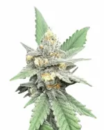 Romulan Strain Feminized Cannabis Seeds