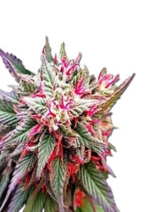 Rose Queen Feminized Marijuana Seeds