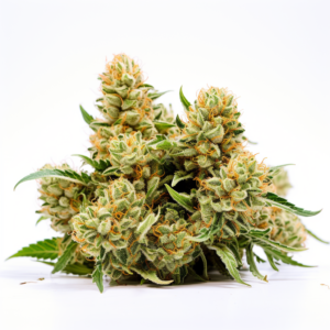 Rosenthal Strain Feminized Cannabis Seeds