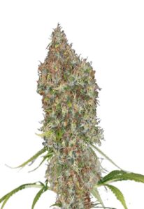 Rosenthal Feminized Marijuana Seeds
