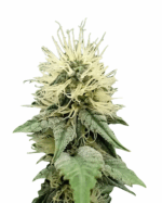Rosenthal Strain Feminized Cannabis Seeds