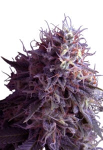 Runtz Strain Autoflowering Cannabis Seeds