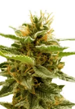 Runtz Strain Feminized Cannabis Seeds