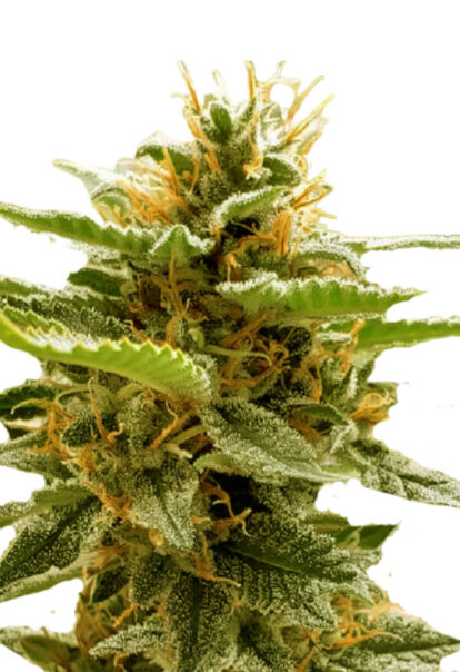 Runtz Feminized