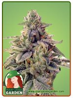 Shiskaberry Strain