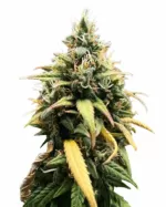 Salted Caramel Strain Feminized Cannabis Seeds
