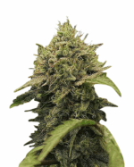 Sex on the Beach Strain Feminized Cannabis Seeds