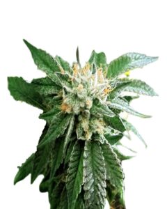 Shiatsu Kush Regular Marijuana Seeds