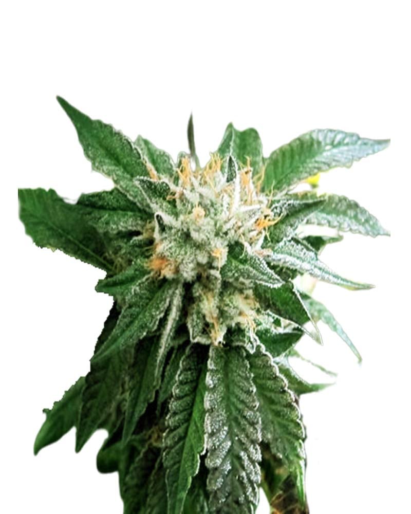 Shiatsu Kush Regular Cannabis Seeds