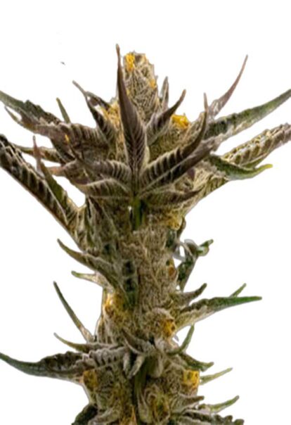Shishkaberry Kush Feminized Cannabis Seeds