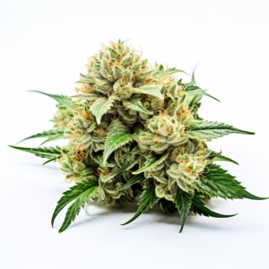 Shiskaberry Strain Feminized Cannabis Seeds
