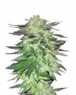 Shiskaberry Kush Feminized Cannabis Seeds