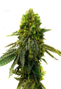 Shiskaberry Punch Feminized Marijuana Seeds