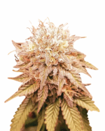 Shiskaberry Strain Feminized Cannabis Seeds
