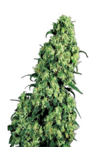 Skunk #1 Feminized Marijuana Seeds