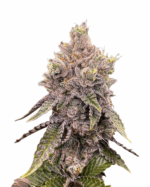 Skunk #1 Strain Feminized Cannabis Seeds