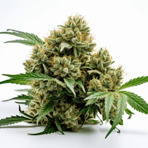Skunk Strain
