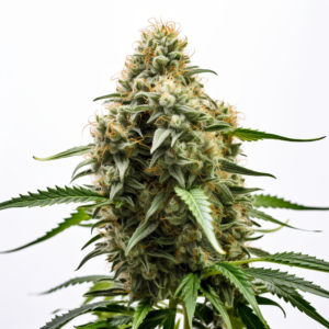 Skunk Strain Autoflowering Cannabis Seeds