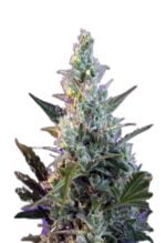 Skunk Fast Version Cannabis Seeds 1