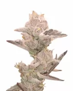 Skunk Glue Strain Feminized Cannabis Seeds