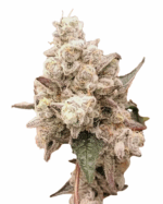 Skunk Strain Autoflowering Cannabis Seeds