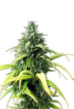 Skunk#1 Strain Autoflowering Cannabis Seeds