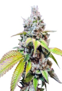 Skunkberry Strain Feminized Cannabis Seeds